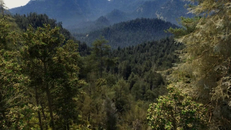 Техническое демо The Witcher 4 с RTX Mega Geometry Foliage работала в разрешении 4K при 80 FPS с DLSS на видеокарте 5090